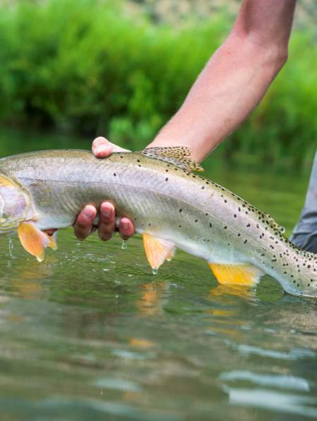 Provo River Fishing Regulations - Know the Rules and Protect our Fishery