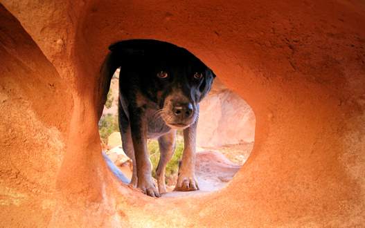 are dogs allowed in escalante national monument