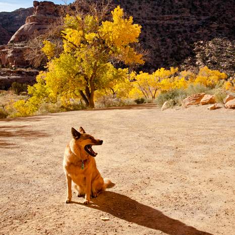 are dogs allowed in state parks utah