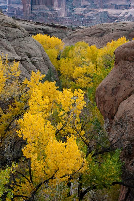 plotseling Steen Maak leven See the Fall Leaves Near Utah's National Parks | Visit Utah
