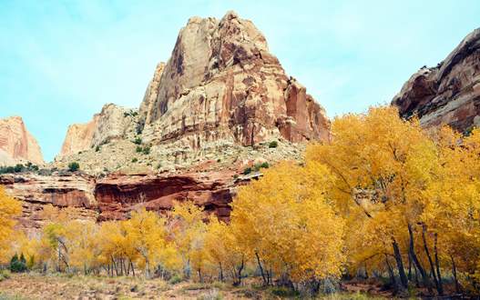 plotseling Steen Maak leven See the Fall Leaves Near Utah's National Parks | Visit Utah