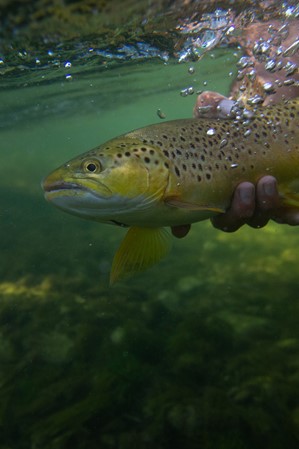https://www.visitutah.com/azure/cmsroot/visitutah/media/site-assets/articles-photography/article-photography-7/flaming-gorge_fly-fishing-guide_colby-crossland_jim-urquhart-photo_010603.jpg?w=299&h=449&mode=crop&anchor=middlecenter