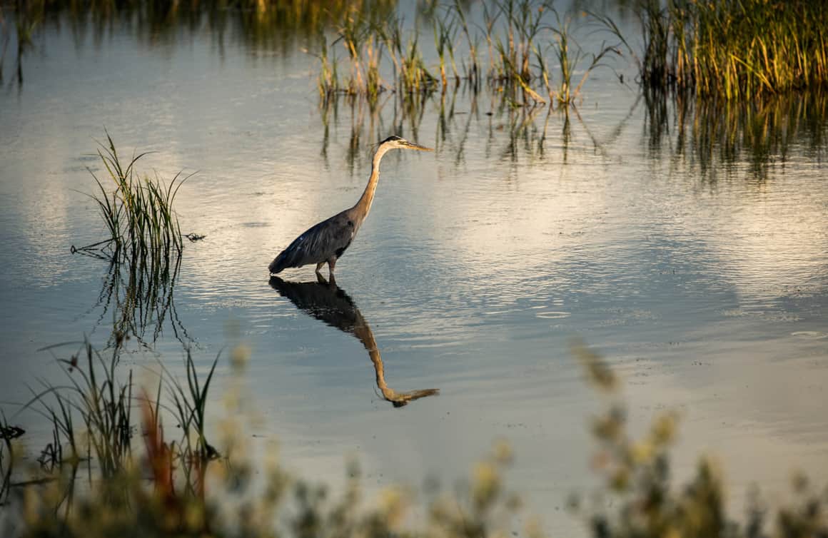 Over 200 bird species have been identified in the Bear River Migratory Bird Refuge and nearly 70 species use it to nest.