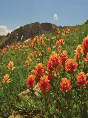 IndianPaintbrush_UtahWildflowers
