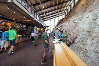 The great wall of bones at the Quarry Exhibit Hall includes more than 1,500 fossils still embedded in an exposed layer of the Morrison Formation.