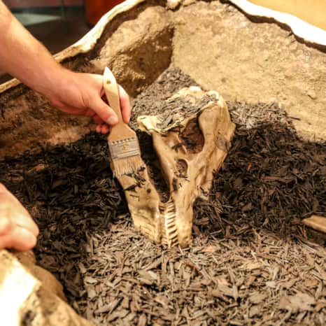 The museum has something for family members of all ages, from exhibits on the area’s geology to scavenger hunts and dinosaur statues.