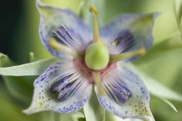 With some planning and weather-watching, you can chase the blooms from lower to higher elevations as the thawing progresses.