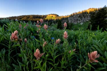 Following spring snowmelt, Utah's alpine wildflower season lasts from early June to September.