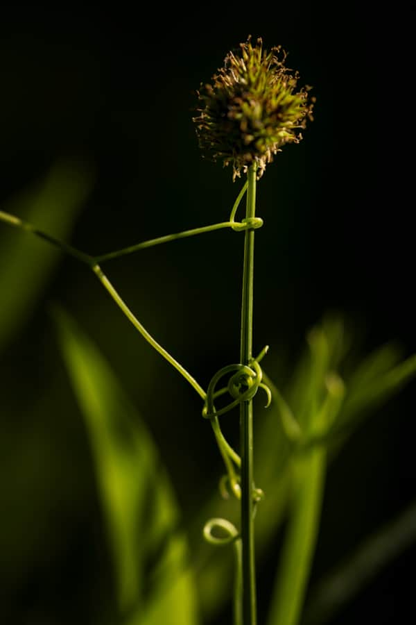 Similarly, the graceful curve of a stem or a leaf or a somewhat abstract capture of the infinite colors and shapes that wildflowers contain can be equally as captivating as the colors of the flower itself.