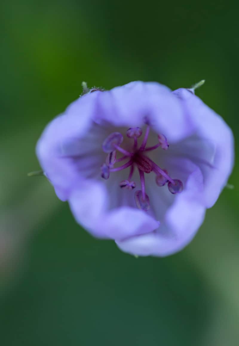 Changing your focal point while shooting with a macro lens can serve to highlight an often under-appreciated portion of the flower, like the pistil.