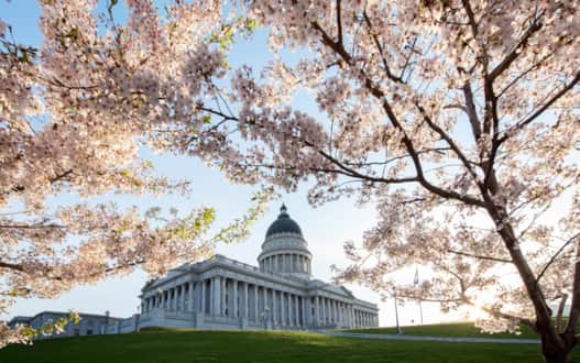 The walking trails surrounding the Utah State Capitol Building burst with cherry blossoms in late April. The cherry trees that overhang the walkways were given as a gift from Japan following World War II.