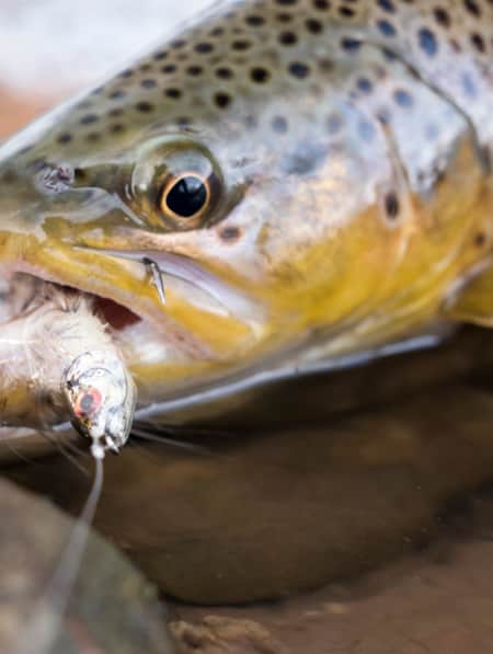 Ogden River Fly Fishing