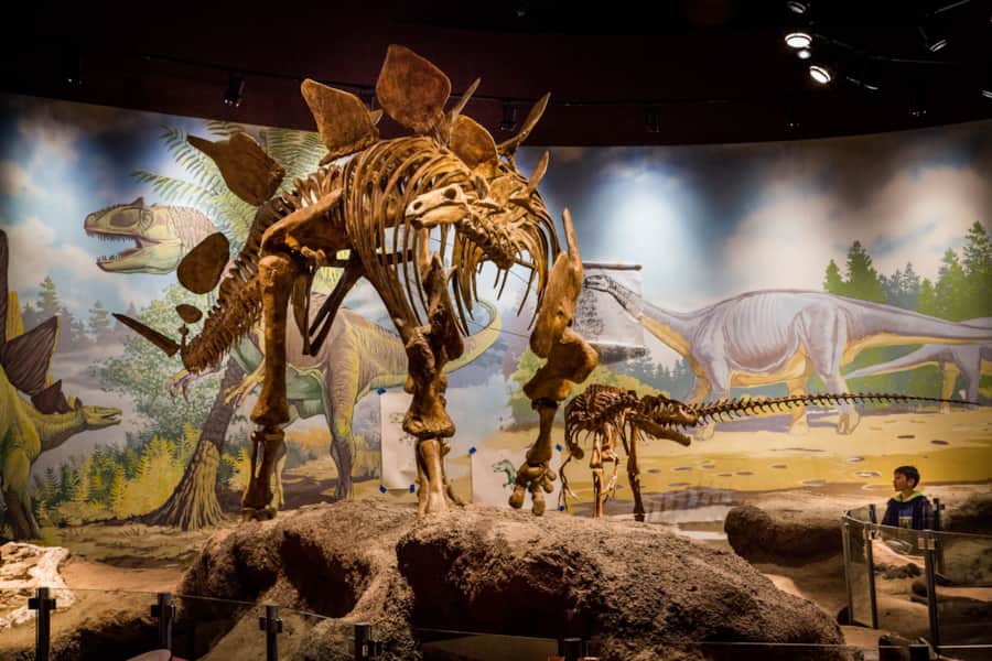 Many visitors say they stopped at the museum to kill time or escape the heat for a while, but it ended up being one of their favorite things to do in Vernal.