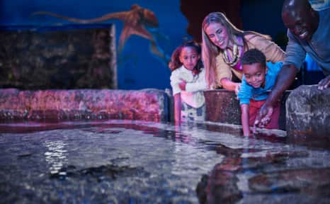 You can interact with stingrays in the Ocean Explorer habitat touch pool.