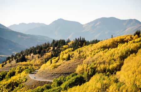 Fall Foliage