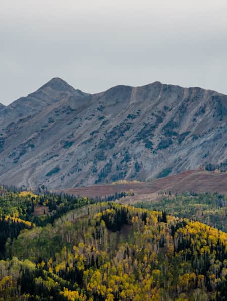 A grove of aspen trees in shades of green and yellow at the base of a large, bare mountain.