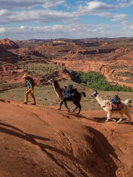 A woman hiking on large red rocks, guiding two llamas with a rope.