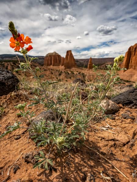 An orange desert flower growing in sandy, rocky terrain with rock formations in the background.