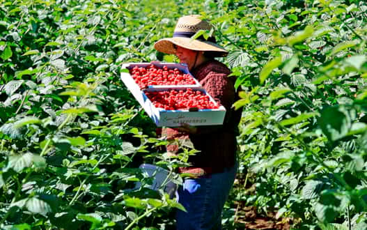 Bear Lake attracts thousands of tourists throughout the summer, and especially when the raspberry harvest is on.