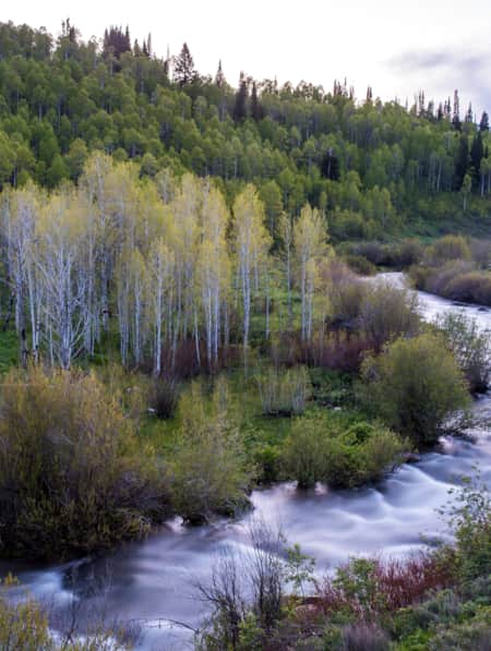 Logan River flowing through lush hills and aspen trees with yellow leaves.