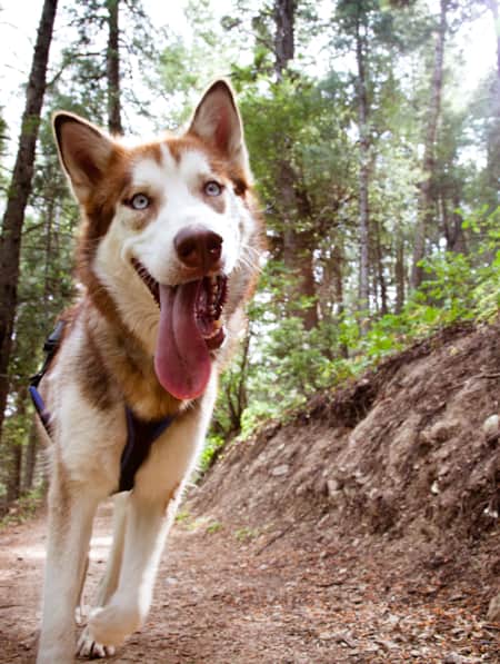 Close-up of a dog with its tongue out on a dirt trail, surrounded by trees.
