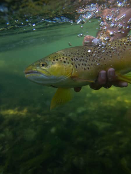 Underwater view of a person's hands holding a fish.