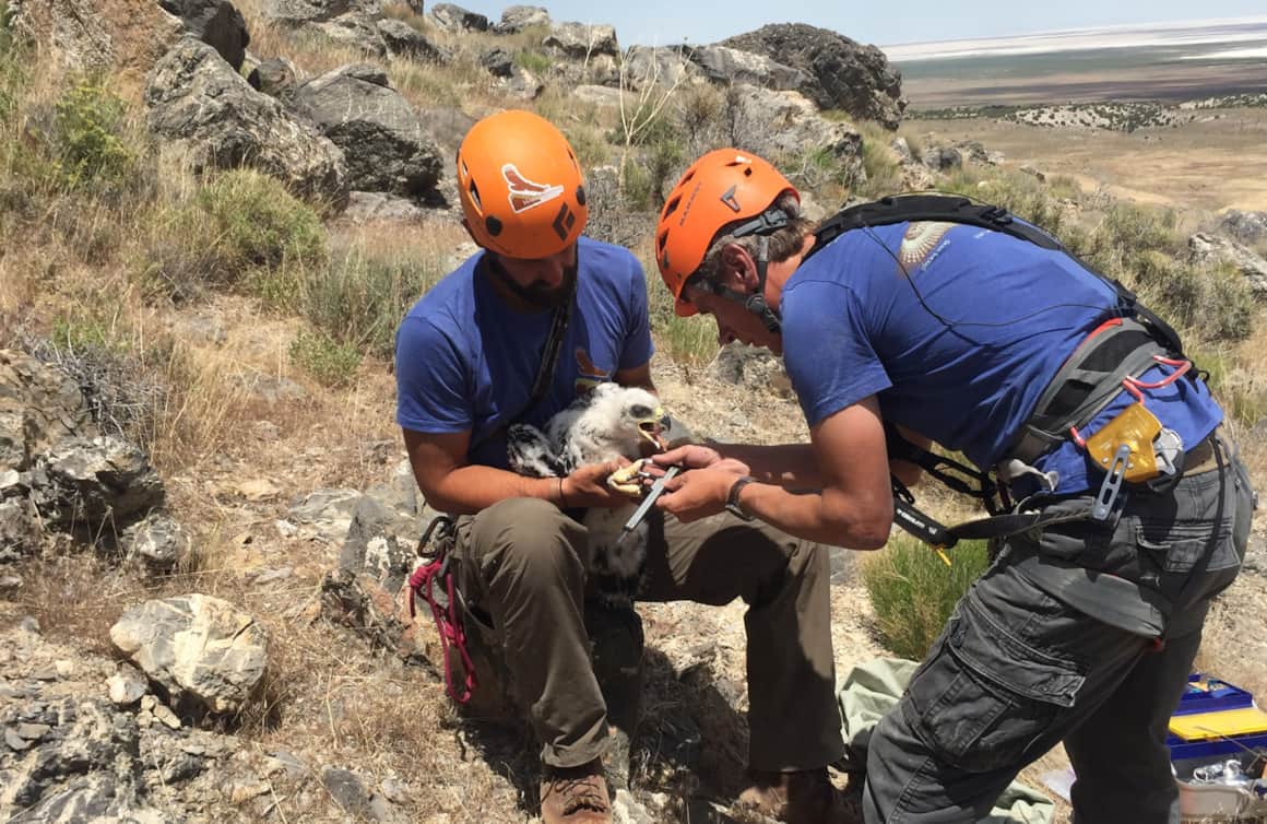 Each year Slater and other HawkWatch staff observe golden eagle nests to document the number of eaglets.
