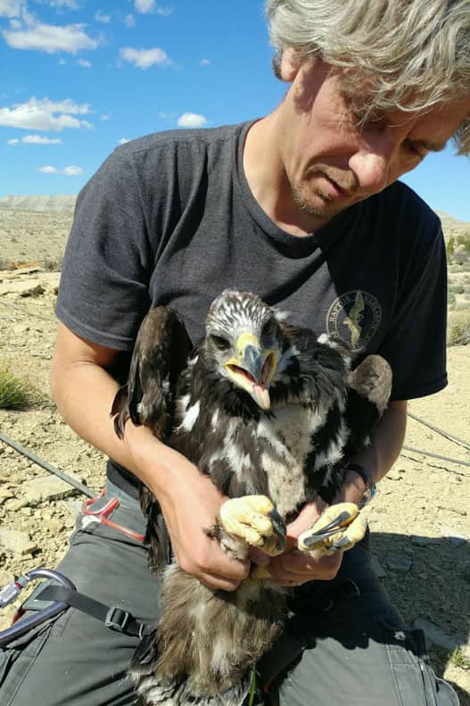 Hawkwatch-International_Steve-Slater_Eagle-9