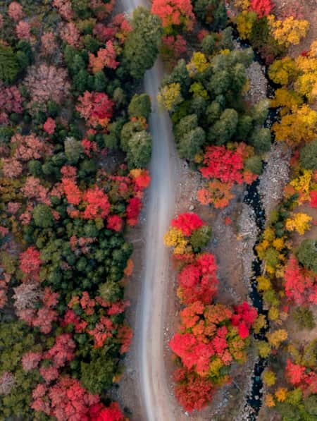 Aerial view of a road winding through trees with bright hues of yellow, red, orange, and green.
